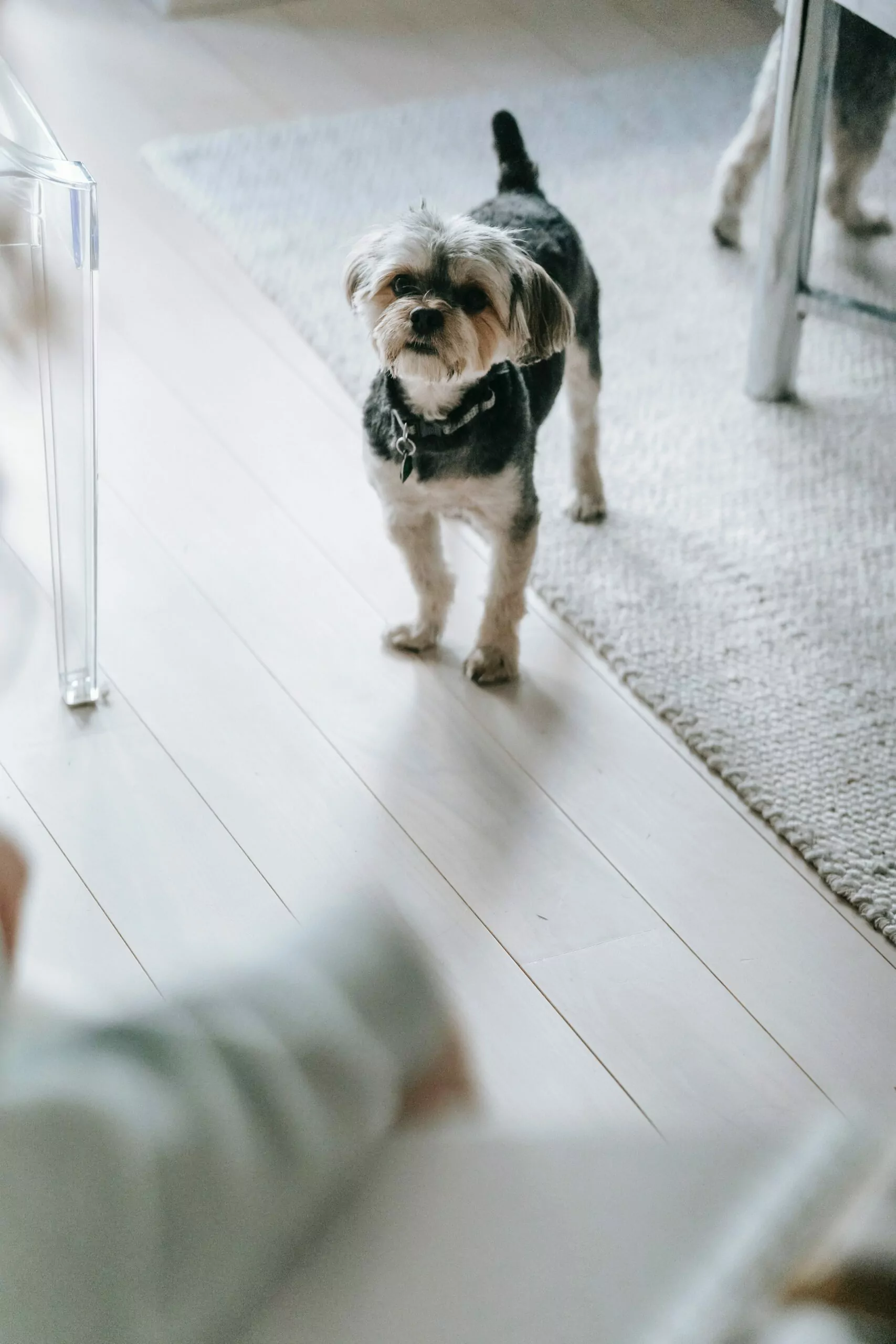 dog practising wearing a collar indoors