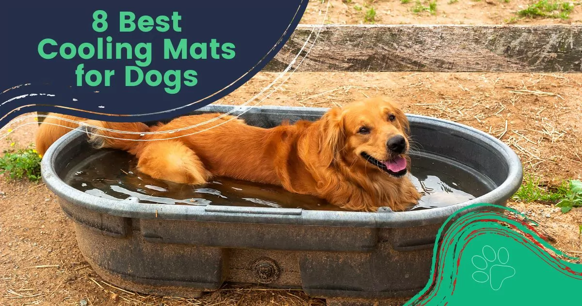 8 Best Cooling Mats for Dogs