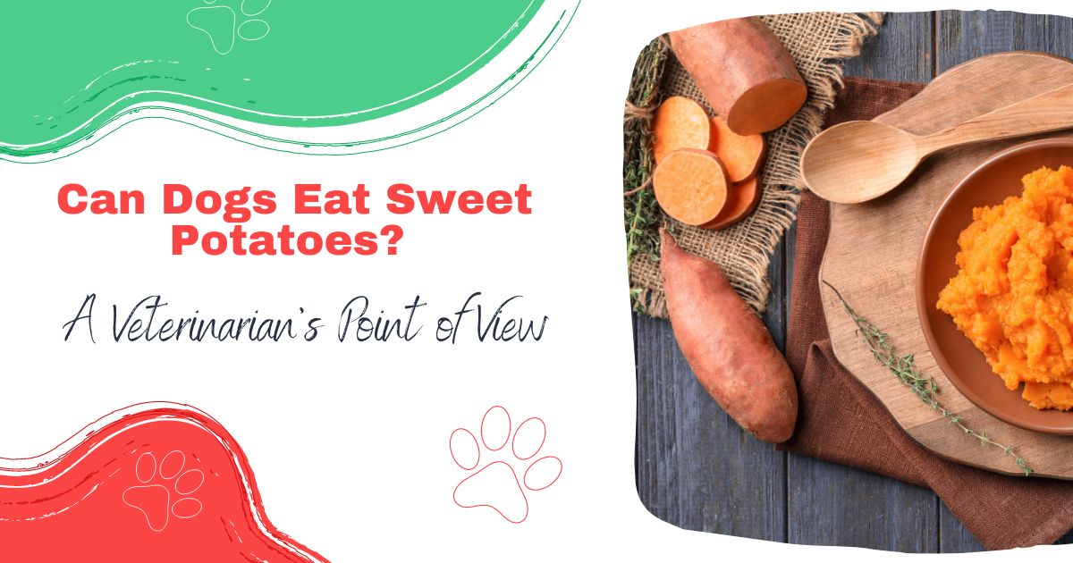 I cani possono mangiare le patate dolci?