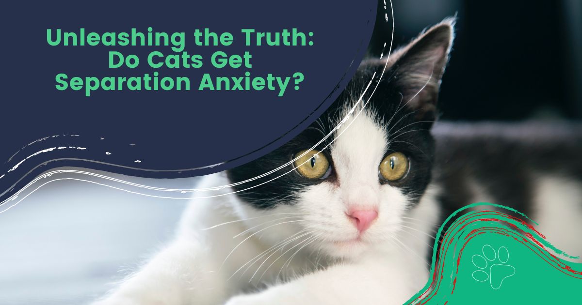 Les chats souffrent d'anxiété de séparation