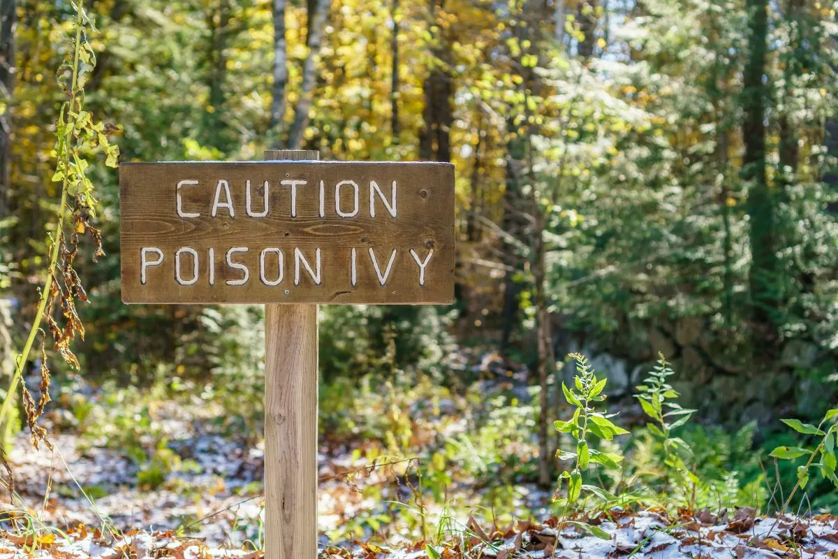 Caution Poison Ivy