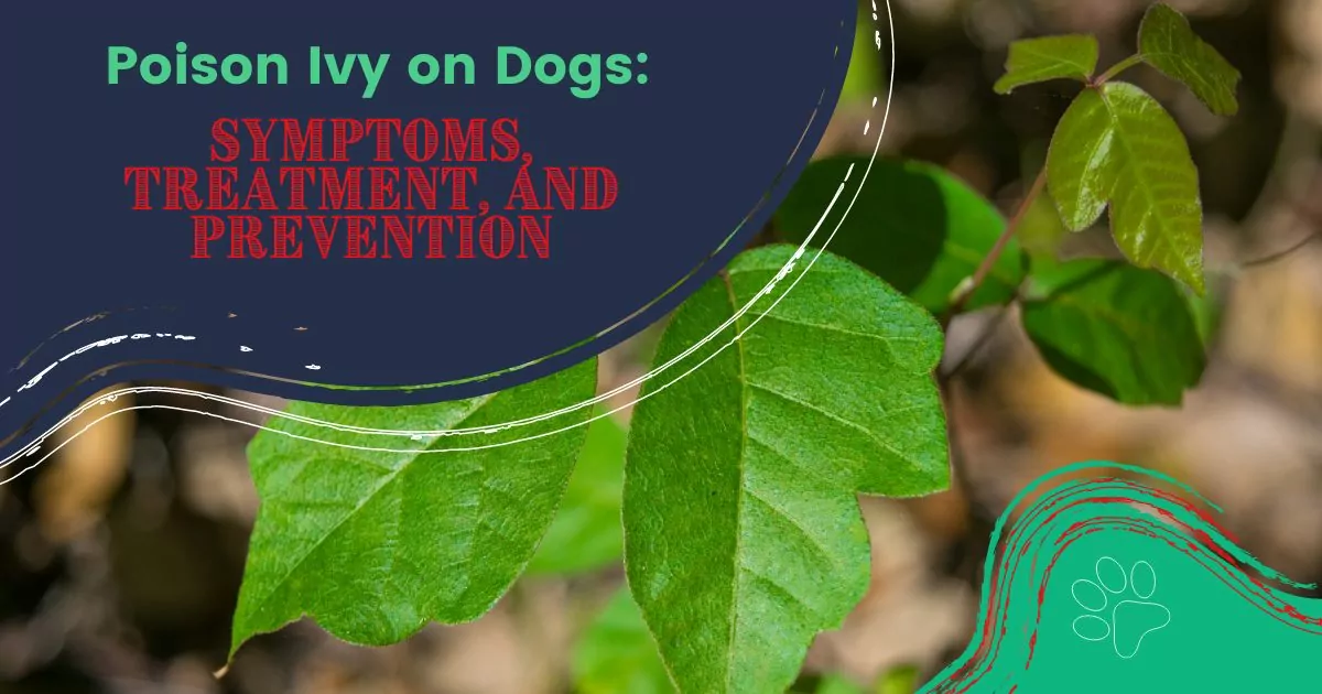 Poison Ivy on Dogs