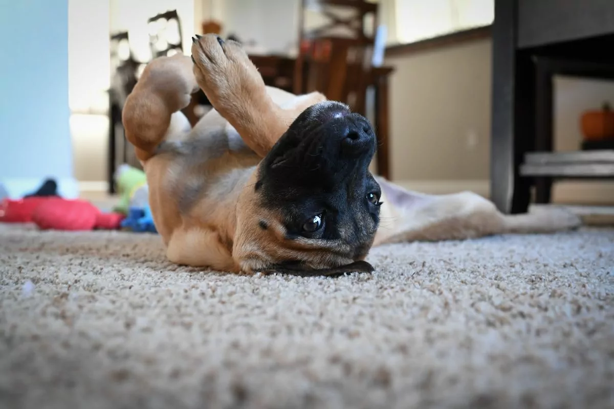 Puppy rolling over