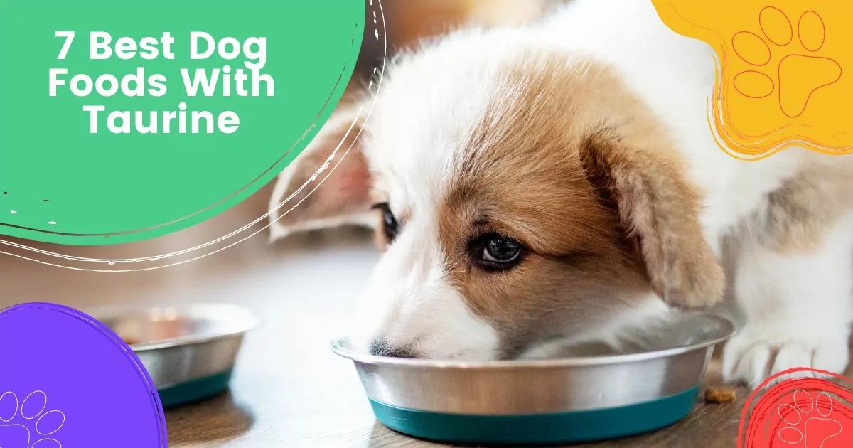 7 Best Dog Foods With Taurine