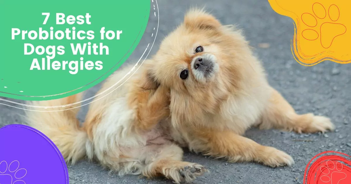 7 Best Probiotics for Dogs With Allergies