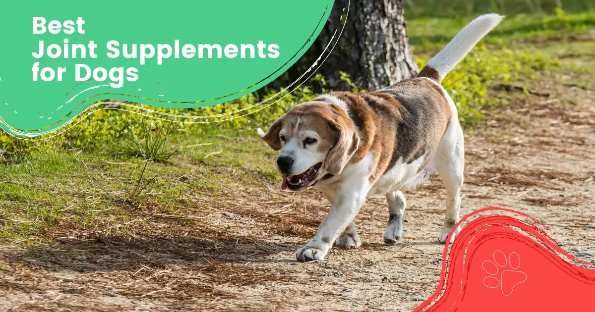 Best Joint Supplements for Dogs I Love Veterinary - Blog for Veterinarians, Vet Techs, Students