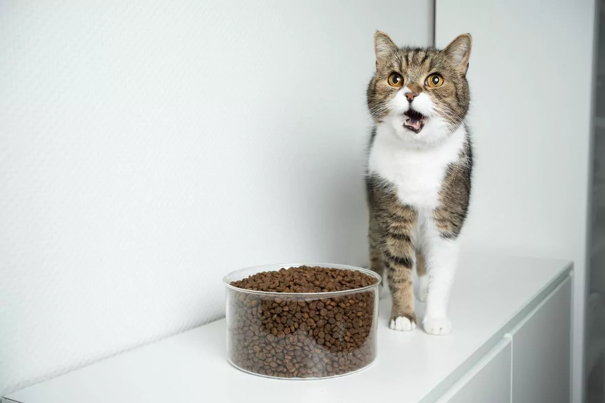 Cat and dry cat food bowl