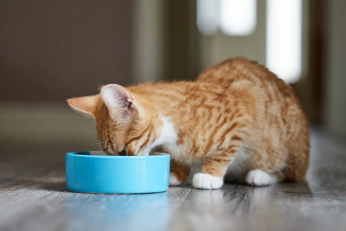 Cat eating food from blue bowl