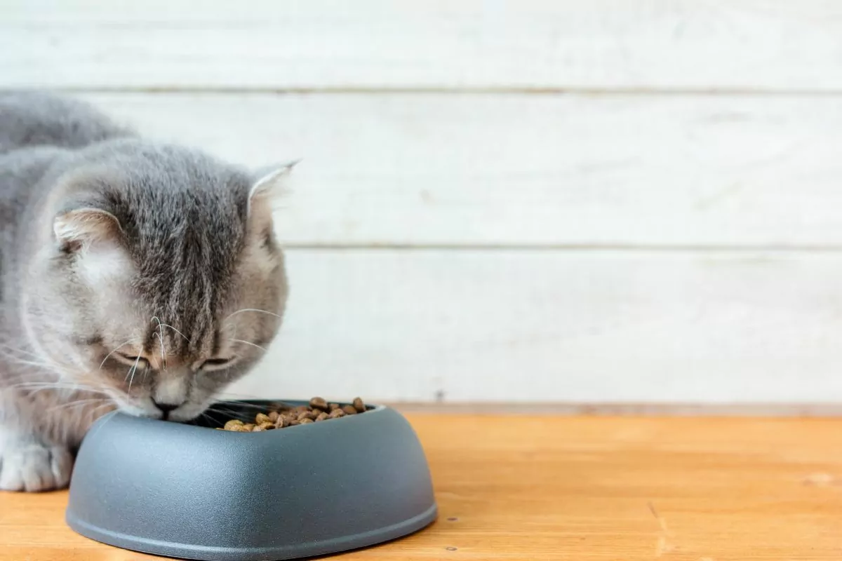 Cat eating food from bowl