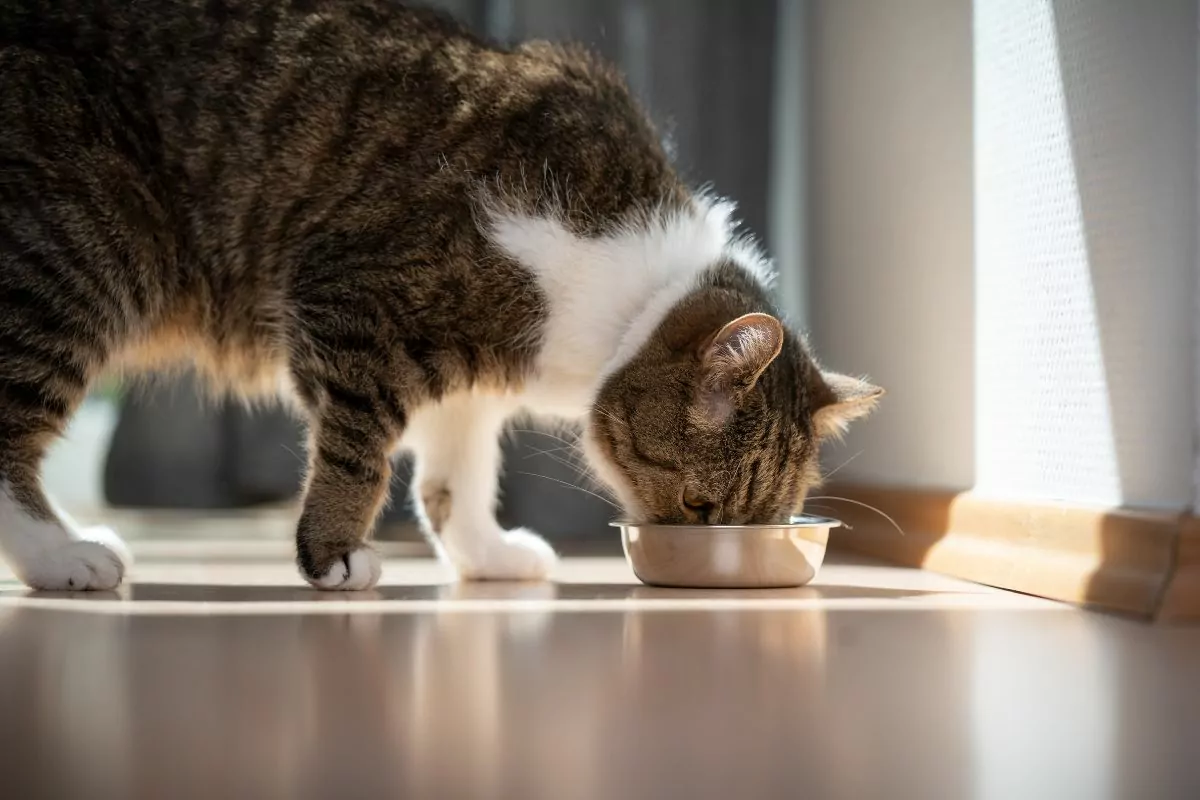 Cat eating pet food