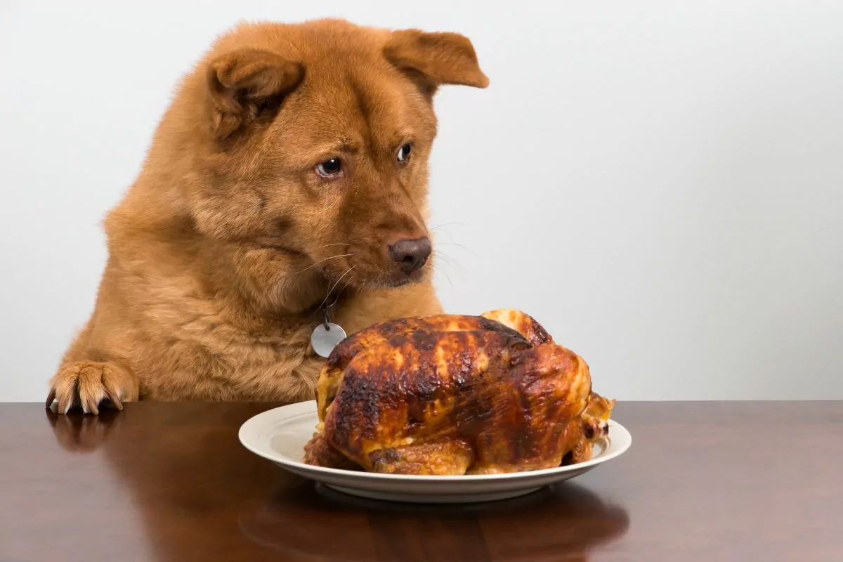 Dog with chicken meat