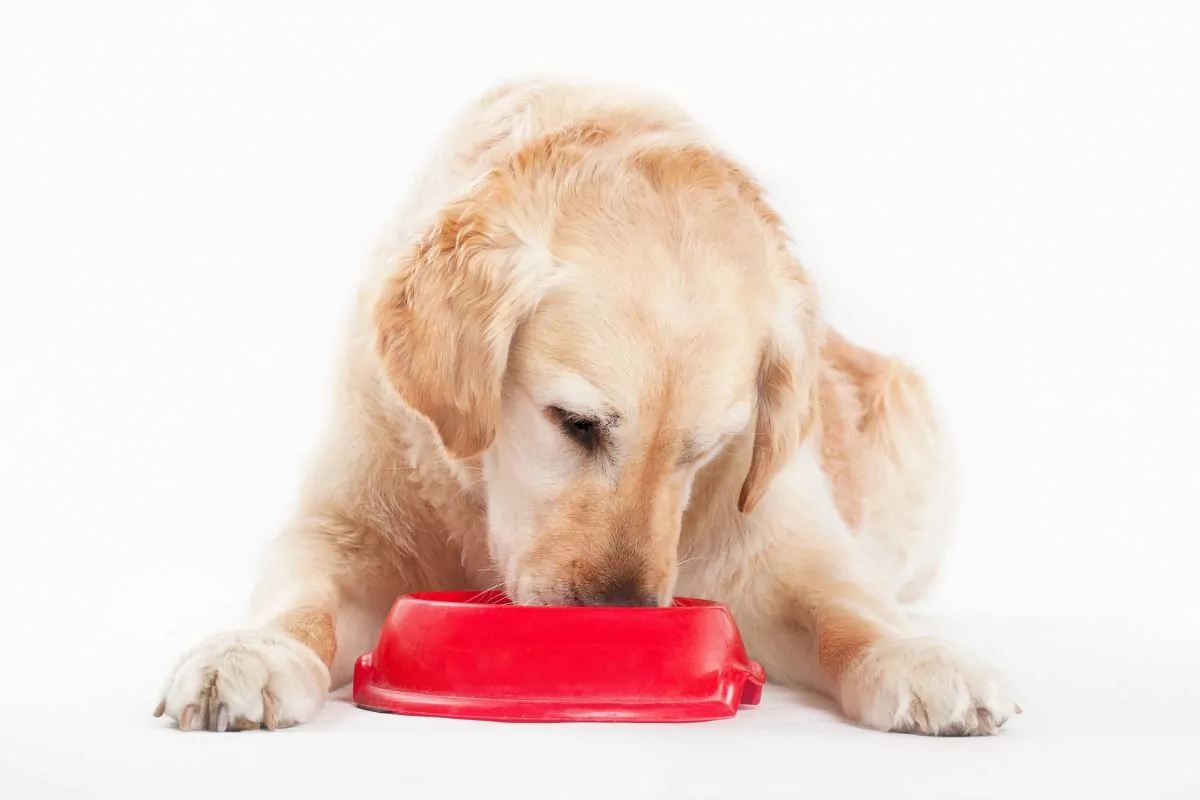 Golden retriever y comida para perros