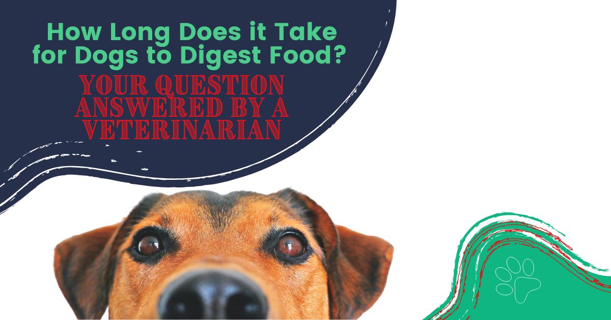 ¿Cuánto tiempo tardan los perros en digerir la comida?