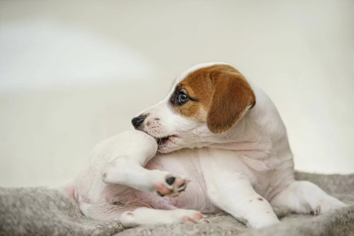 Puppy Jack Russell scratching himself