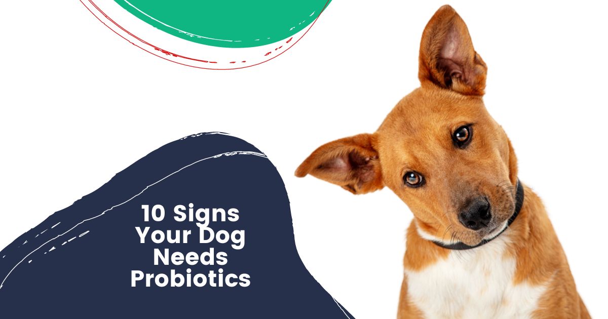 Anzeichen dafür, dass Ihr Hund Probiotika benötigt