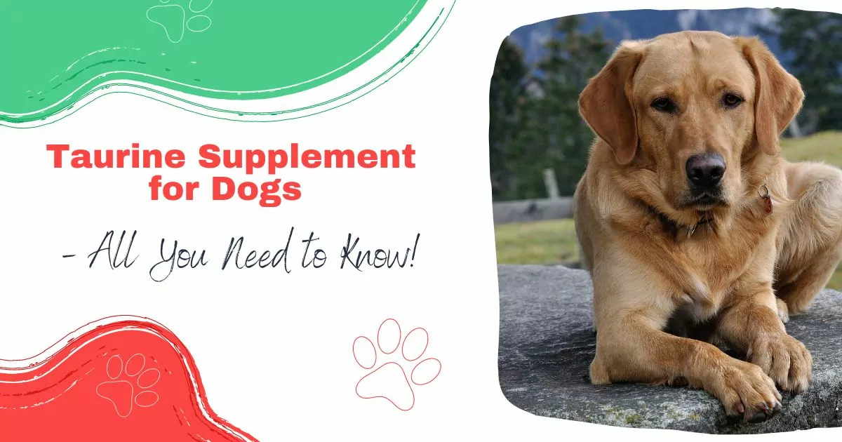 Taurine Supplement for Dogs
