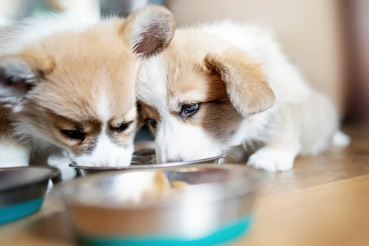 Welsh Corgi Puppies eating food