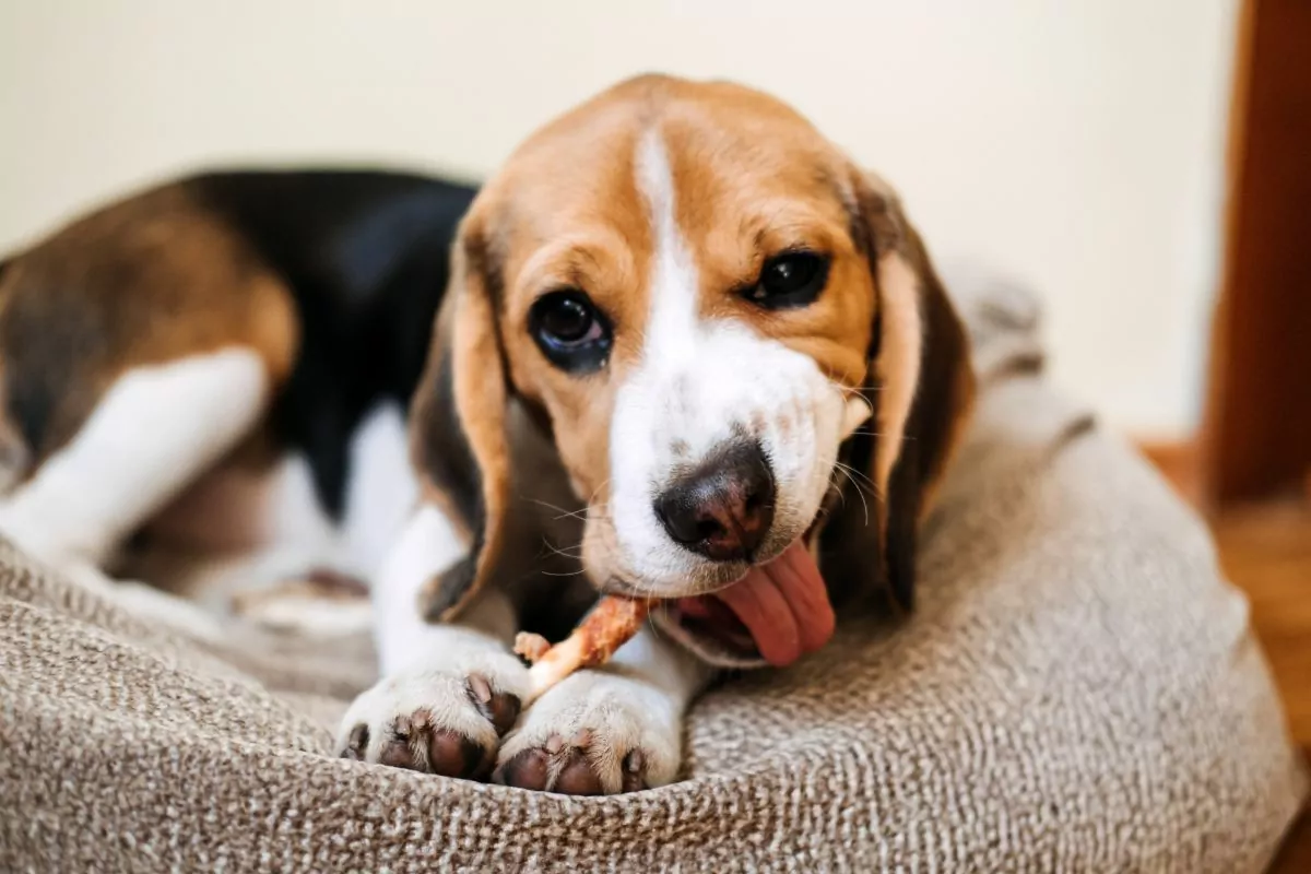 Beagle eating treats