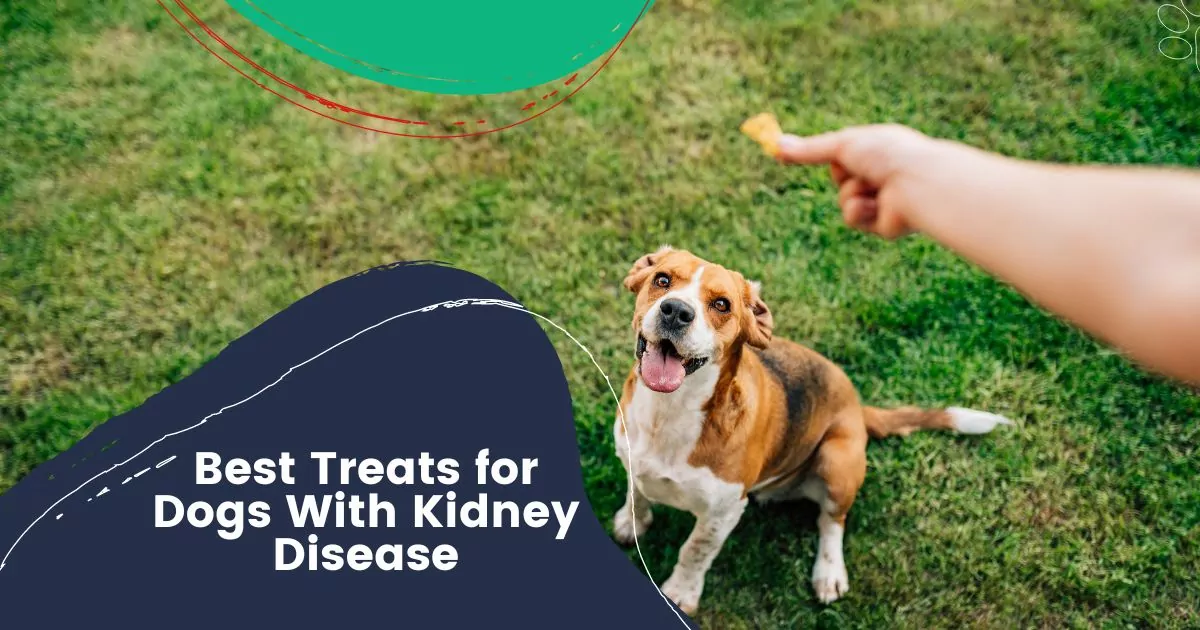 Best Treats for Dogs With Kidney Disease