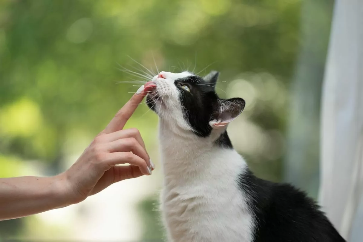 Cat licking treats