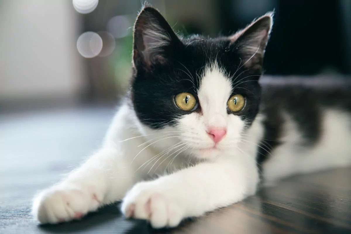 Cute black and white cat