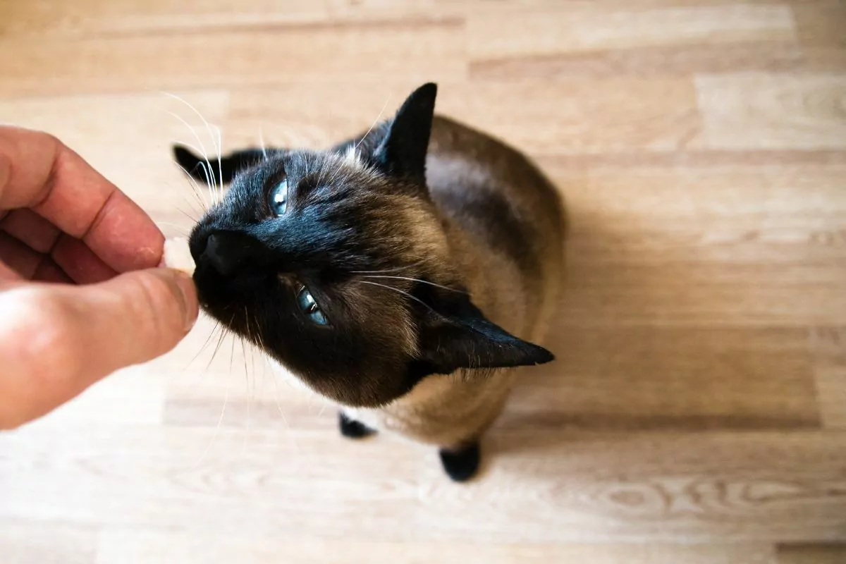 Giving a treat to cat