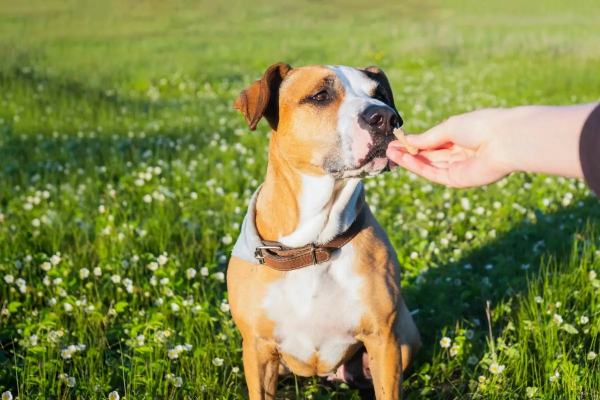 Giving a treat to dog