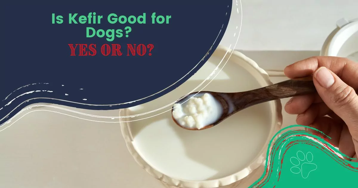 Is Kefir Good for Dogs