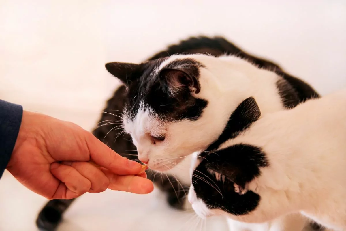 Man giving treats to cats