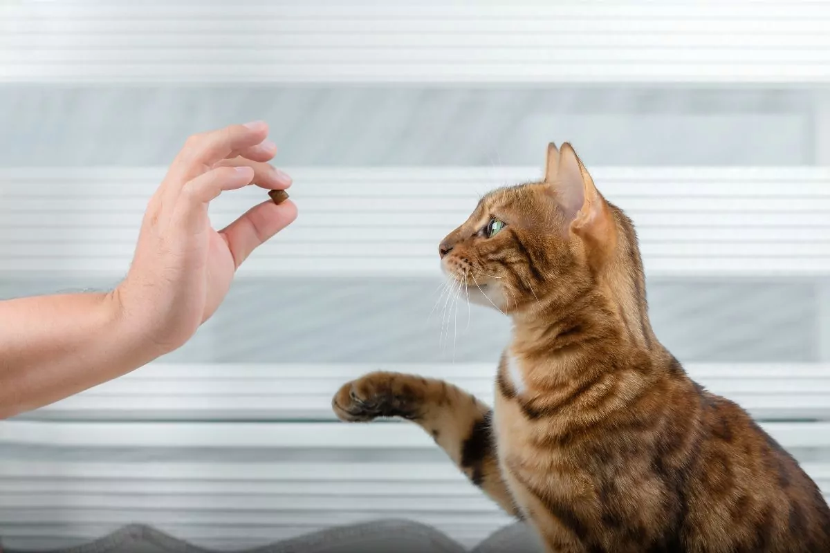 Training a cat for a treat