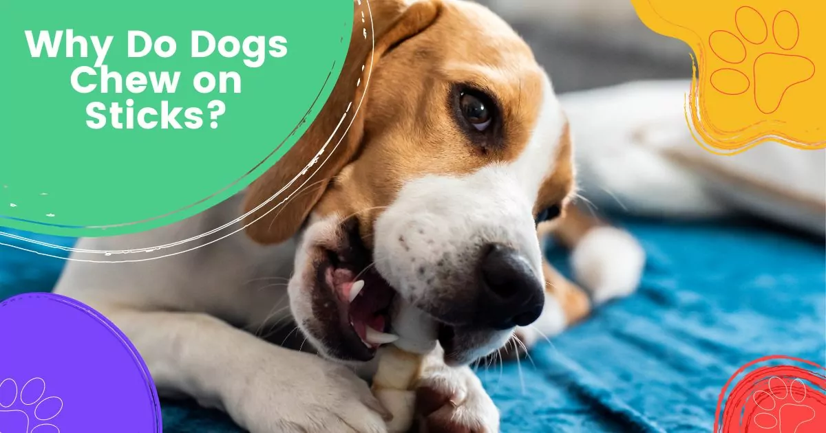 Why Do Dogs Chew on Sticks