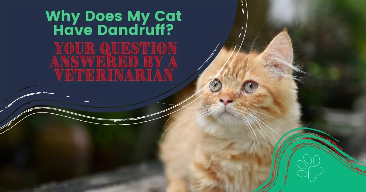 Why Does My Cat Have Dandruff