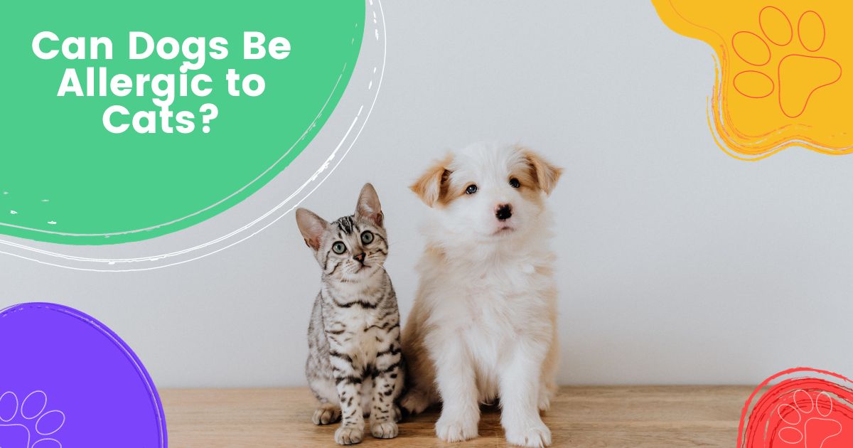 ¿Pueden los perros ser alérgicos a los gatos?