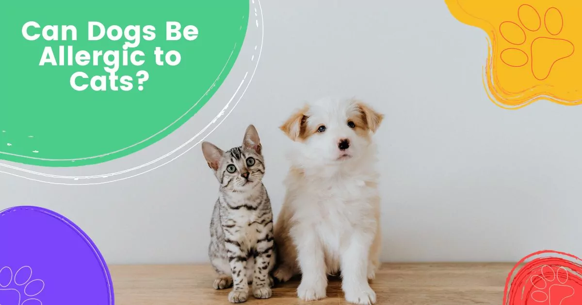 Can Dogs Be Allergic to Cats?