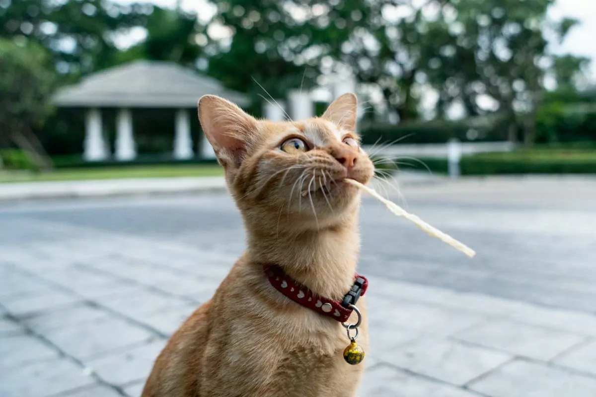 Cat eating lickable treat
