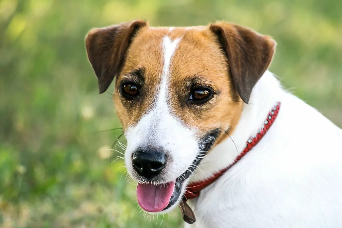 Cute dog Jack Russell Terrier