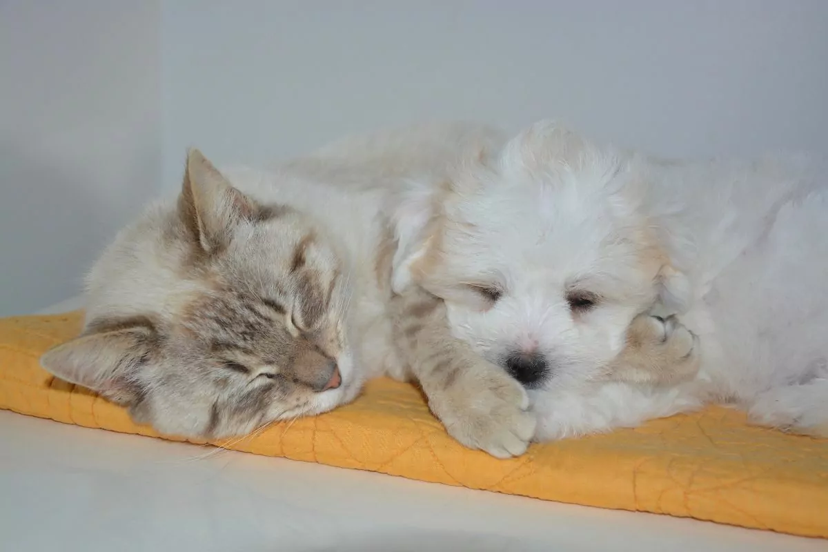White dog and white cat