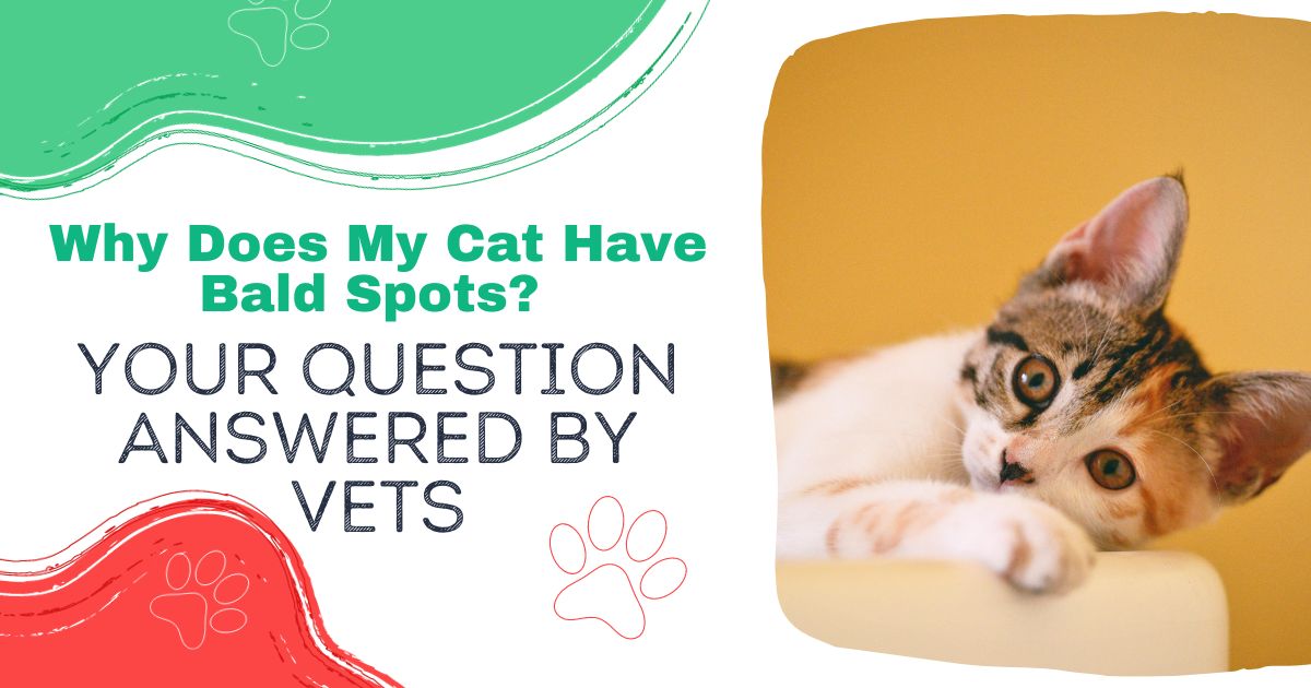 Why Does My Cat Have Bald Spots? Your Query Answered by Vets