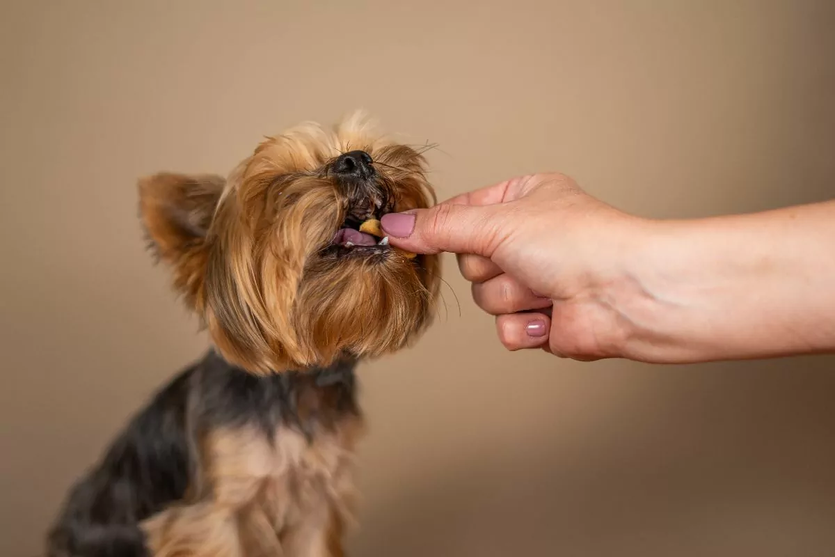 Snack per cani diabetici - I nostri preferiti - Adoro la veterinaria