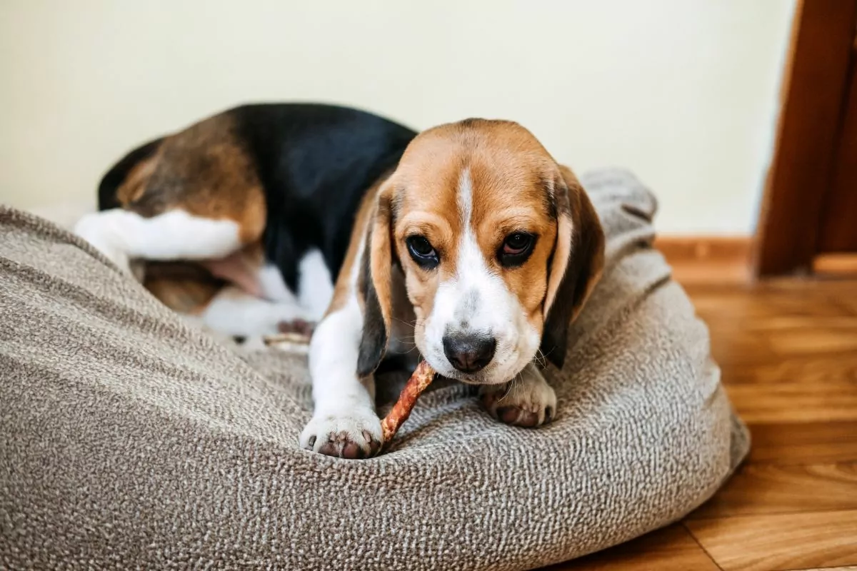 Beagle with dog chew