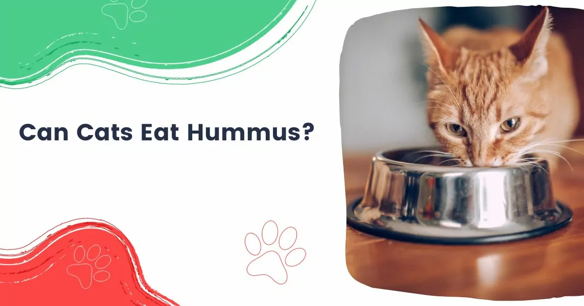 Can Cats Eat Hummus