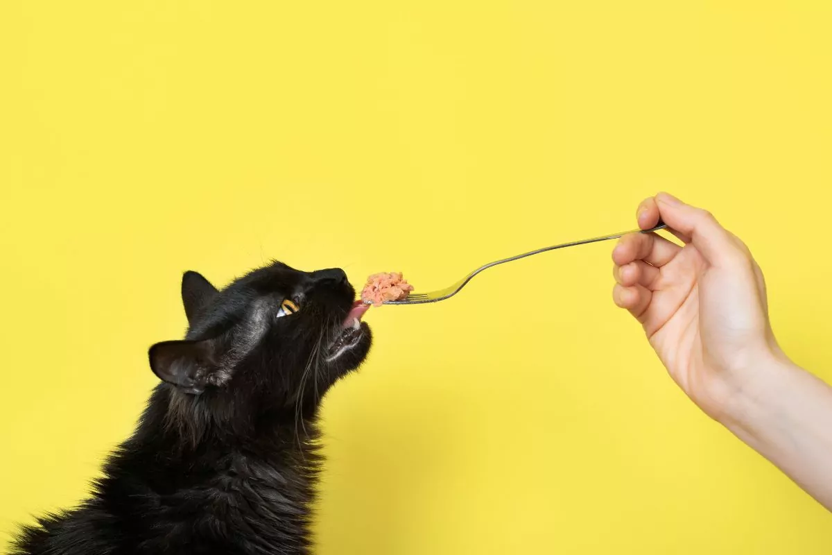 Cat eating from a fork