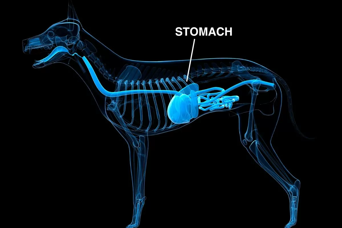 Dog stomach
