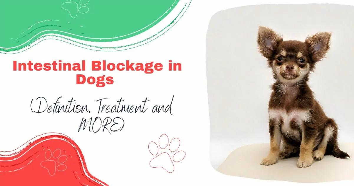 Intestinal Blockage in Dogs