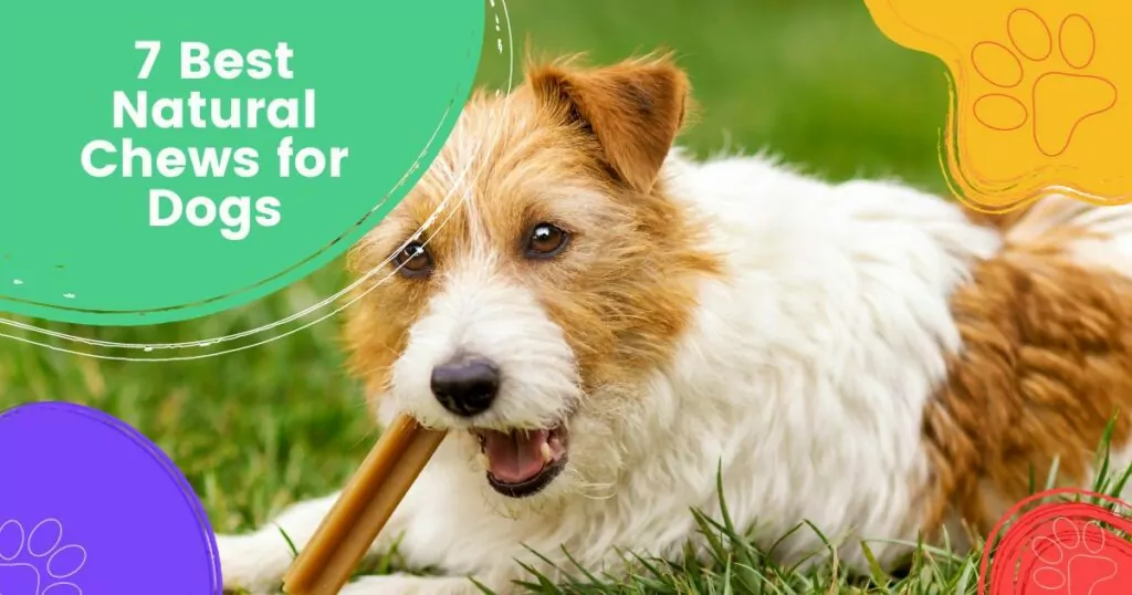 Natural Chews for Dogs