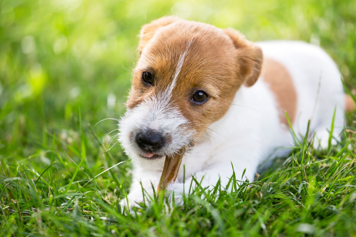 Puppy dog chewing bone