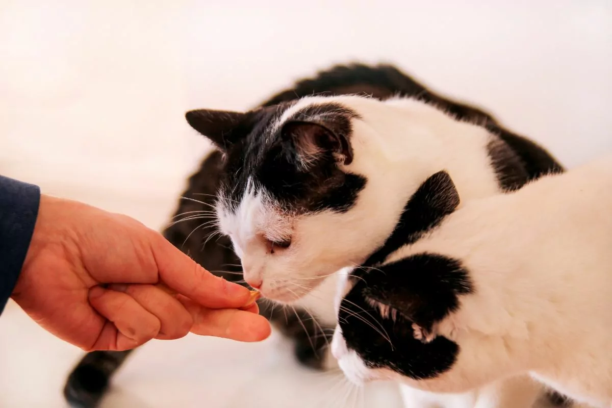 Vitamin pill giving to cat