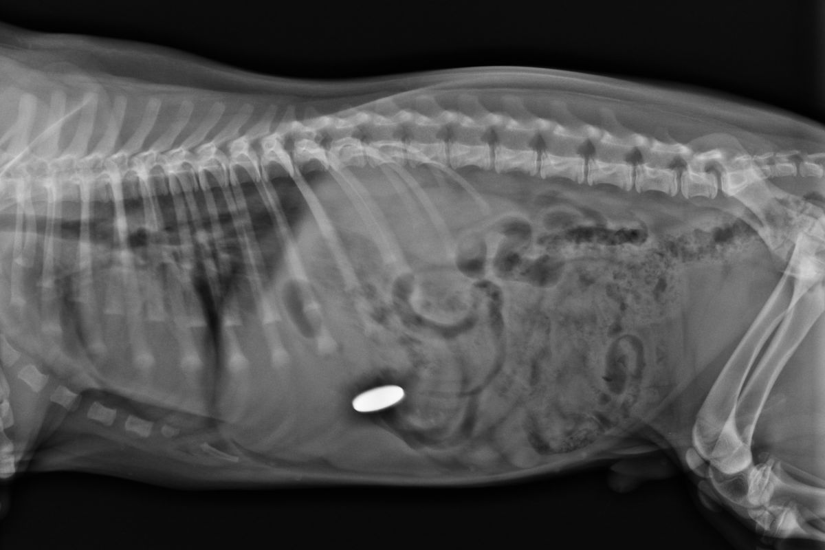 X ray showing foreign body in dog's stomach