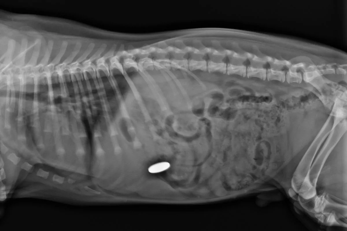 X ray showing foreign body in dog's stomach