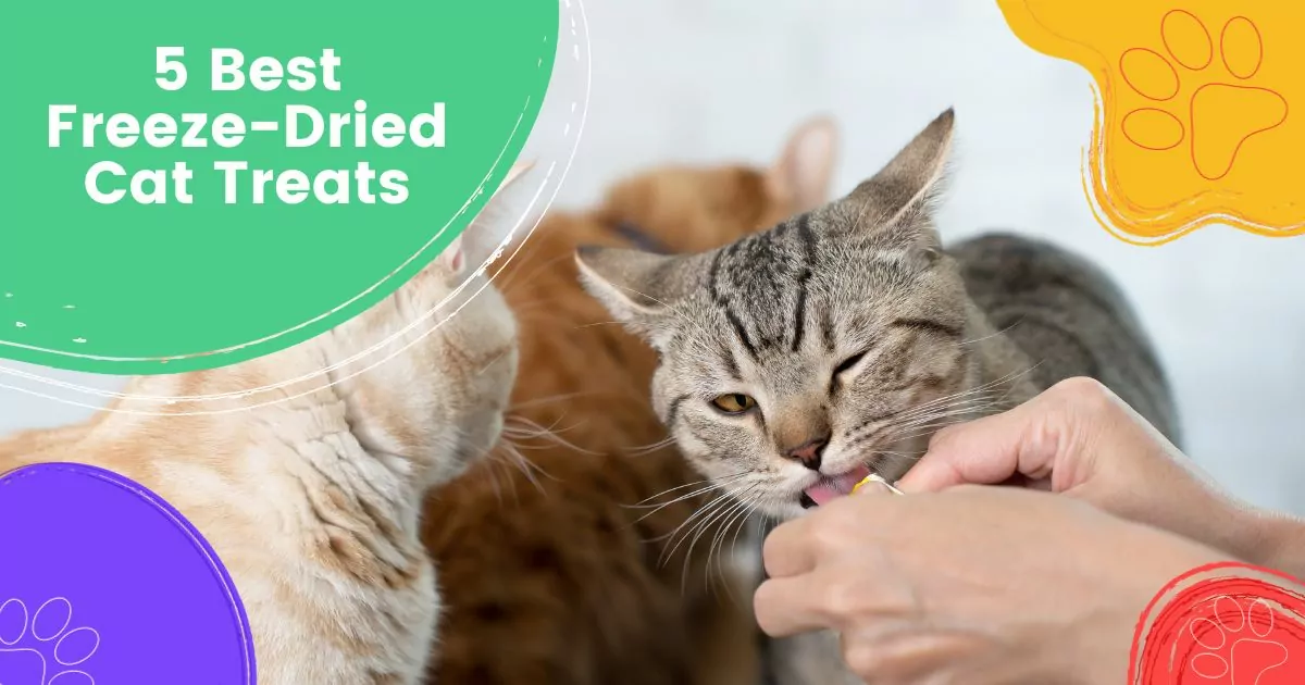 5 Best Freeze-Dried Cat Treats